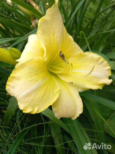 Лилейники сортовые