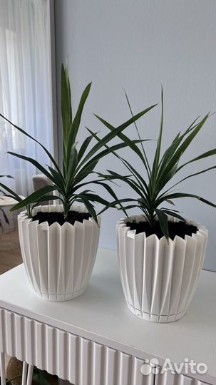 Пальма юкка драцена