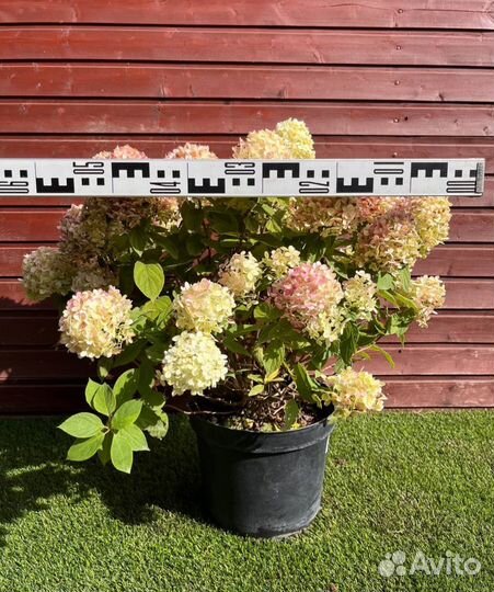 Гортензия метельчатая Little Passion