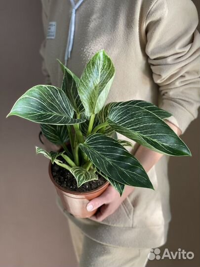 Филодендрон биркин d12