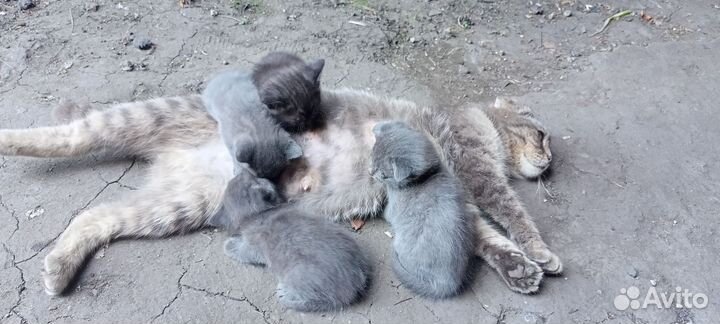 Котята в добрые руки