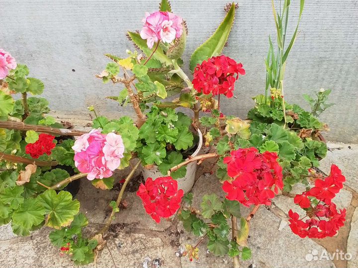 Герань королевская