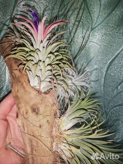 Тилландсия атмосферная