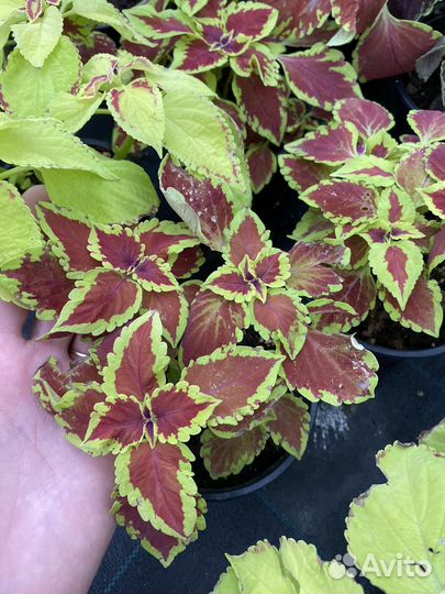 Колеус блюма д13