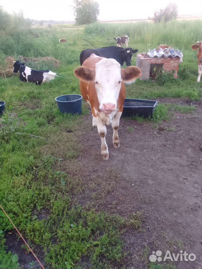 Телки симментал