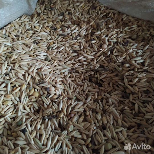 Кормосмесь (овес+вика+горох)