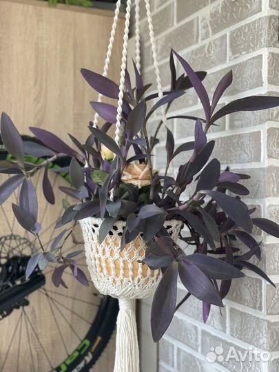 Традесканция