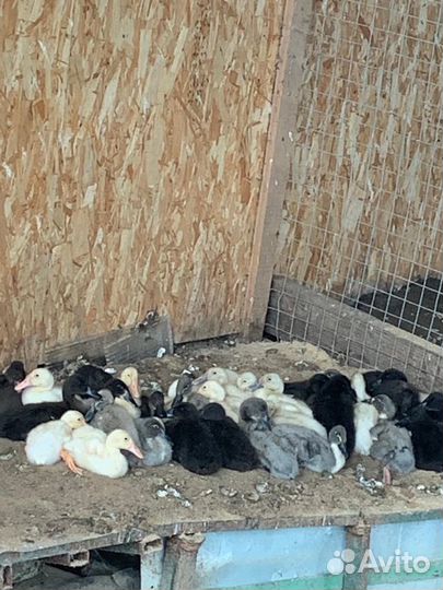 Индийский бегунок. Яйцо инк. Утята бегунок