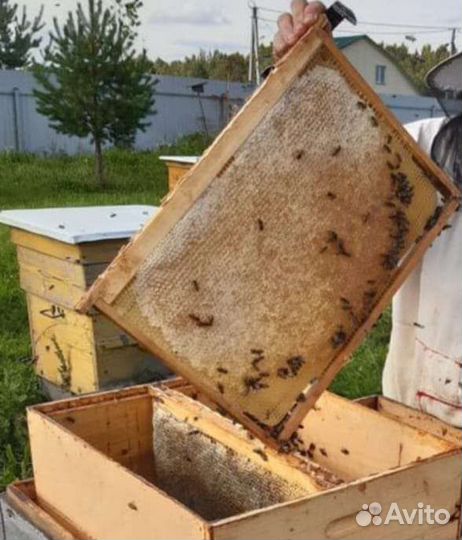 Мед в сотах