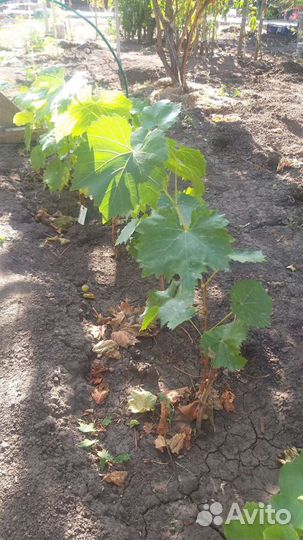 Куст винограда