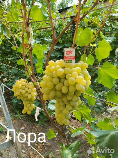 Продаю саженцы винограда