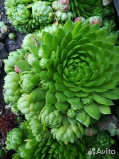 Молодило каменная роза