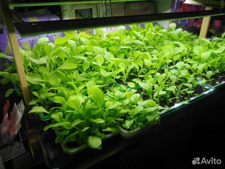 Рассада табака курительного