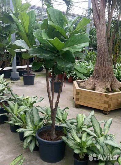 Фикусы лирата в ассортименте