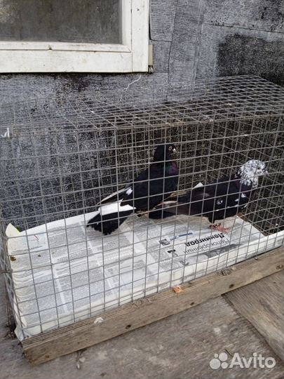 Голуби бойный