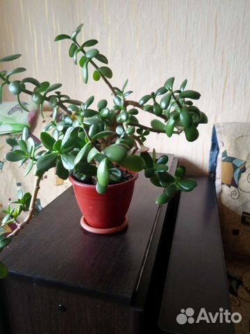 Толстянка денежное дерево