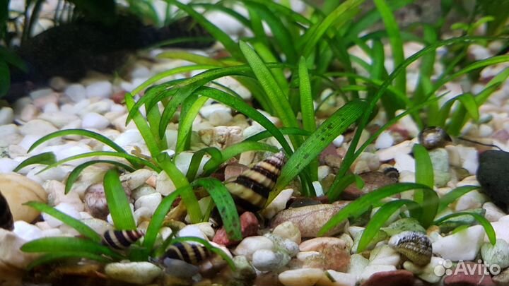 Улитки Хелены