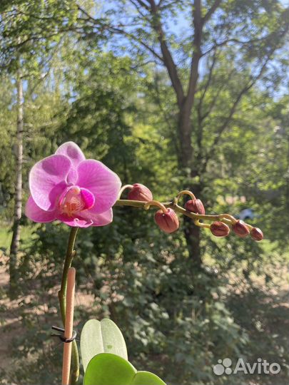 Орхидея фаленопсис