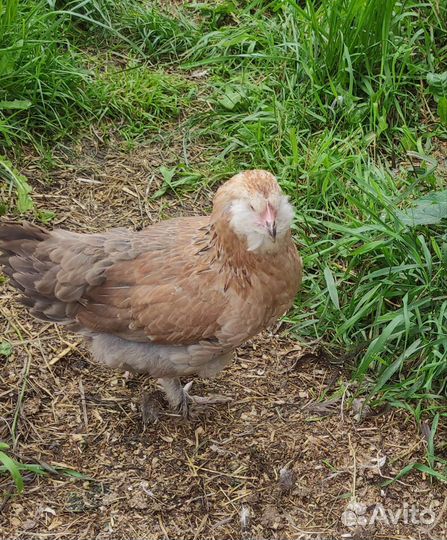 Петухи, молодки