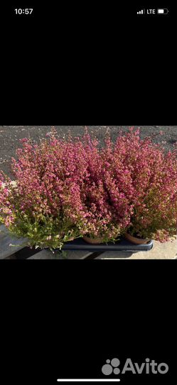 Эрика (вереск)