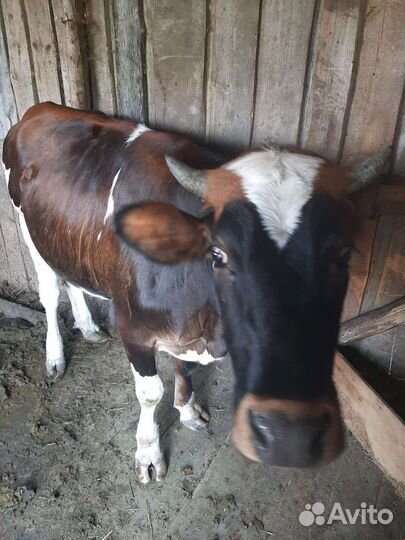 Тёлка стельная, дойные коровы