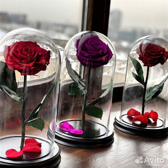 Роза в Колбе Живая Доставка до дверей