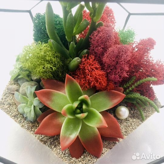 Флорариум с живыми суккулентами