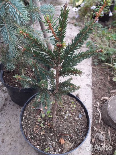 Елочка голубая