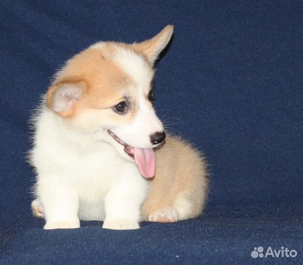 Продаю Вельш Корги Пемброк