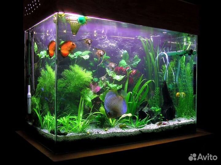 Обслуживание Аквариума