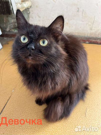 Коты и кошки