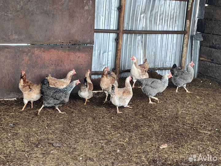 Юрловские куры