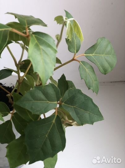 Циссус березка