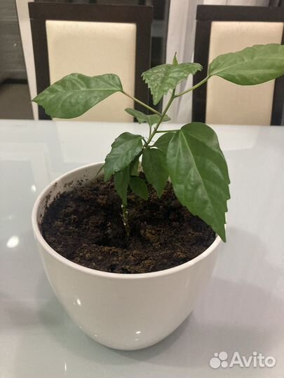 Роза гибискус