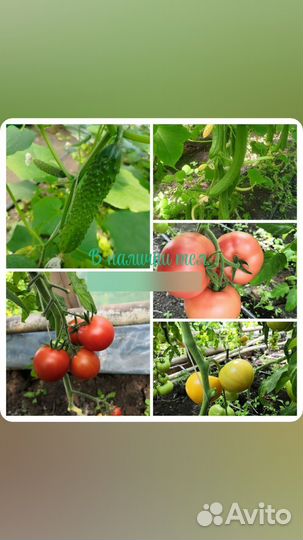 Доставка томатов огурцов