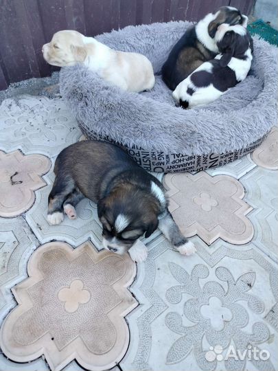 Русский охотничий спаниель щенки