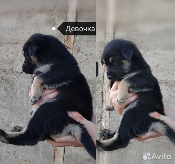 Собака в добрые руки отдам бесплатно