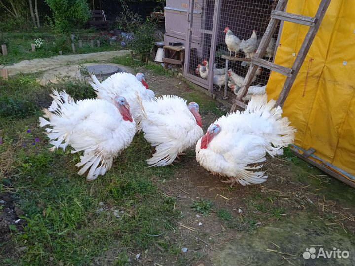 Мясо домашней индейки