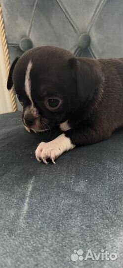 Чихуахуа девочка