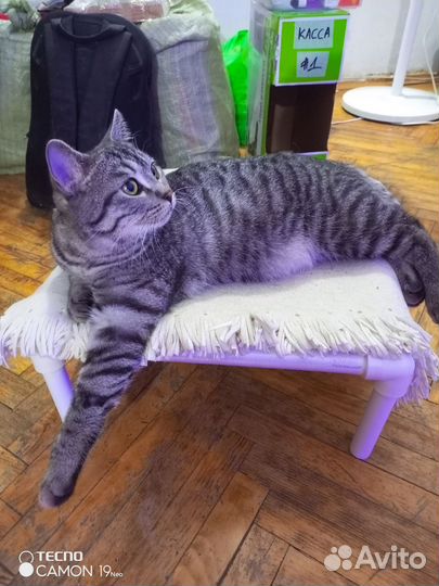 Гамак для кошки кота своими руками