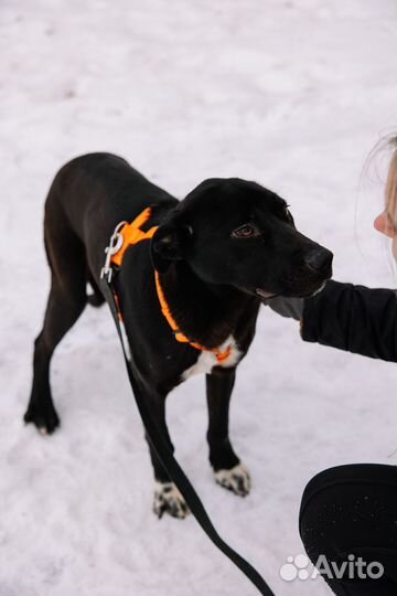 Ласковый Олаф грустит в приюте