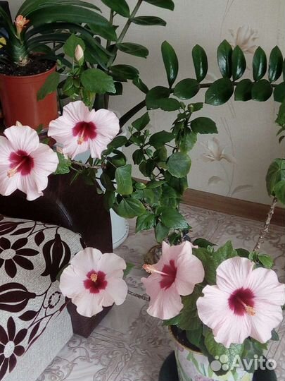 Китайская роза или гибискус