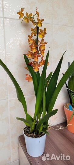 Орхидея цветут