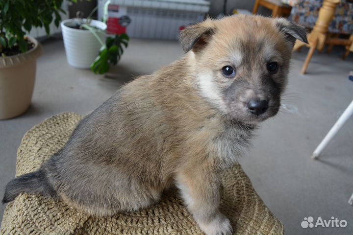 Щенки овчарки