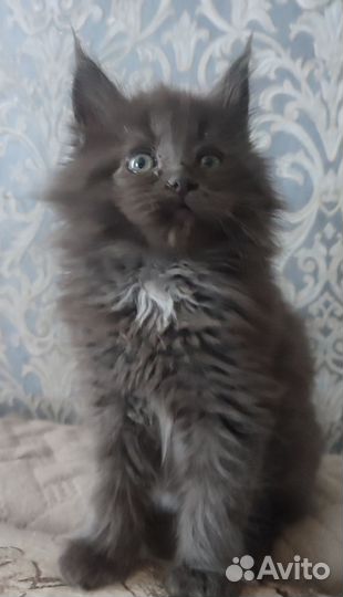 Мейн-кун