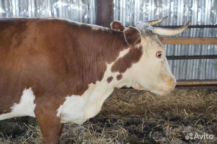 Коровы Герефорд класса класса элита и элита-рекорд