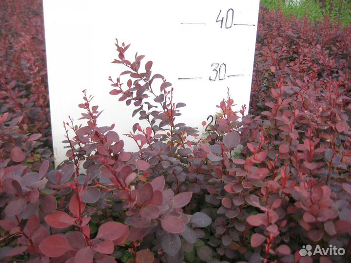 Сеянцы барбариса Тунберга пурпурного