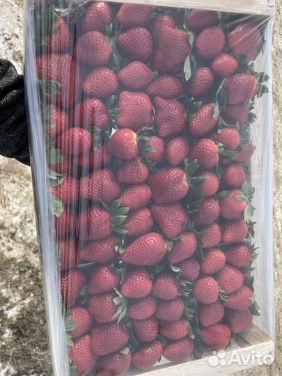 Свежая сладкая клубника Краснодар