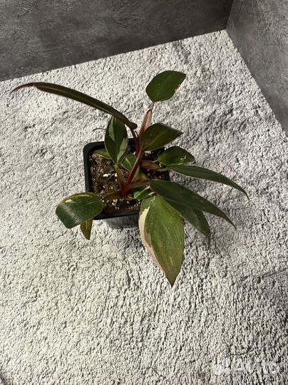 Филодендрон Пинк Принцесс