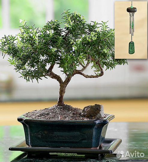 Бонсай (предбонсай) Розмарин